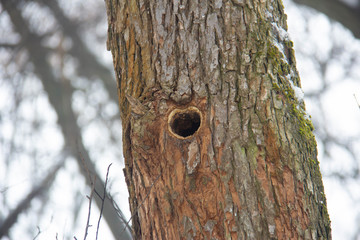 hollow in poplar tree