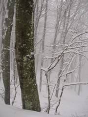 bosco di faggio (Fagus sylvatica) in Inverno con neve