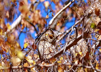 Brown owl in autumn leaves - Asio otus