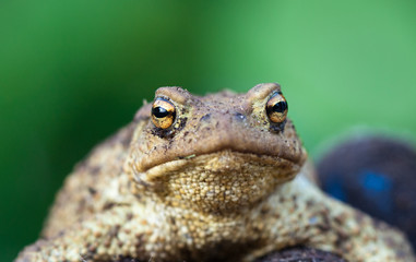 Portrait of cute spadefoot toad with bright yellow eyes looking at the camera. Eastern spadefoot toad on green background