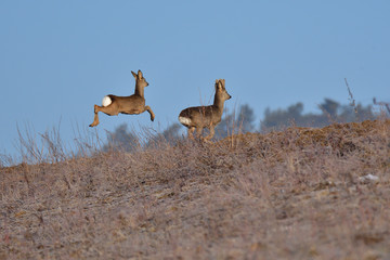 Roedeer and roe jumping to hide to the forest in winter 