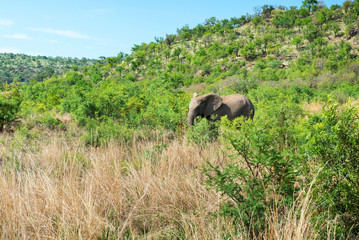 Fototapeta premium Elephants in South Africa