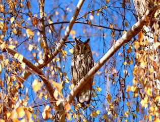 Brown owl in autumn leaves - Asio otus