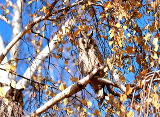 Brown owl in autumn leaves - Asio otus