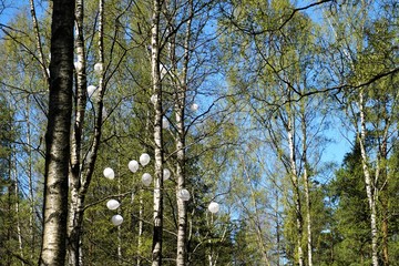 Birch grove in early spring and flying balloons.