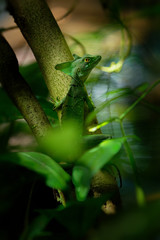 Green Basilisk - Basiliscus plumifrons also called the green basilisk, the double crested basilisk, or the Jesus Christ lizard