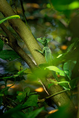 Green Basilisk - Basiliscus plumifrons also called the green basilisk, the double crested basilisk, or the Jesus Christ lizard