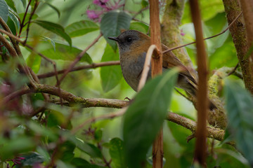 Black-billed Nightingale-thrush - Catharus gracilirostris small thrush endemic to the highlands of Costa Rica and western Panama
