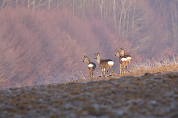 Roedeer and roe jumping to hide to the forest in winter 