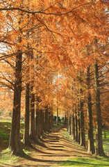 Fototapeta premium 秋の並木道