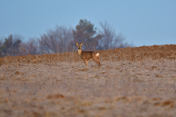 Young small roedeer with antler walking the meadow close up 