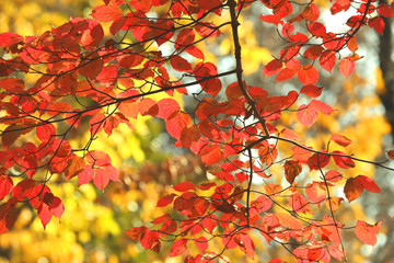 Fototapeta premium 山法師紅葉