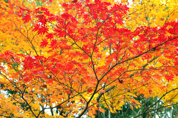 紅葉風景