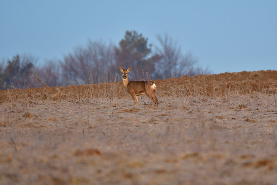 Young small roedeer with antler walking the meadow close up 