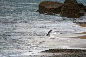 Fototapeta premium Yellow-eyed penguin - hoiho - Megadyptes antipodes, breeds along the eastern and south-eastern coastlines of the South Island of New Zealand