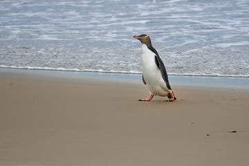 Yellow-eyed penguin - hoiho - Megadyptes antipodes, breeds along the eastern and south-eastern coastlines of the South Island of New Zealand