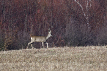 Young small roedeer with antler walking the meadow close up 