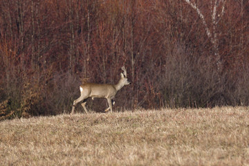 Young small roedeer with antler walking the meadow close up 