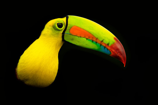 Keel-billed Toucan - Ramphastos sulfuratus  also known as sulfur-breasted toucan or rainbow-billed toucan on the black background