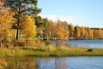 Finish Lapland landscape
