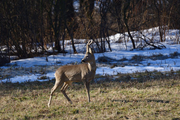 Roedeer and roe jumping to hide to the forest in winter 