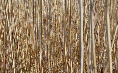 Fototapeta premium cane background