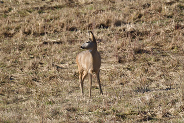 Roedeer and roe jumping to hide to the forest in winter 