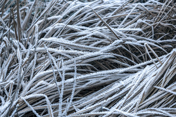 dry grass blades covered with morning frost in the fall on a meadow
