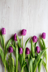 Overhead view, purple tulips on white wooden background. Flat lay, overhead, from above. Copy space.