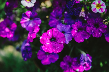Beautiful blooming flowers in garden, summer background