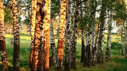 Obraz premium summer in sunny forest