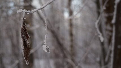 frost on the tree