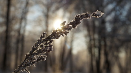 frozen plant