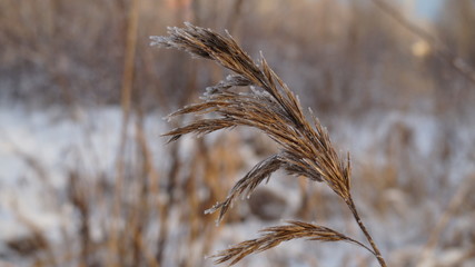 frozen plant