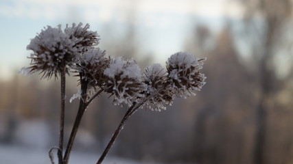 frozen plant