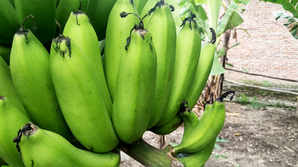 Green bananas in banana farm