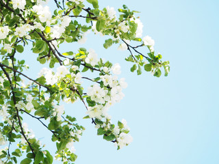 Blossom tree over nature background Spring flowers Spring Background