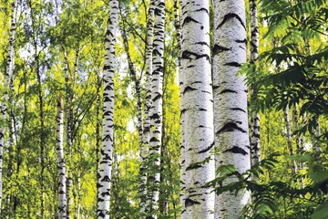 Gardinen summer in sunny birch forest © janbussan