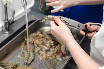 Closeup cook's hand clean shell of fresh royal raw shrimp with scissors on the professional restaurant kitchen. Concept preparation semi finished seafood, grilled lobster and sushi rolls making
