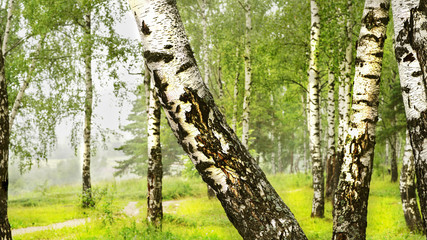 Naklejka premium sunny forest in morning mist