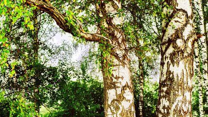 summer in sunny birch forest
