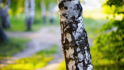 summer in sunny birch forest