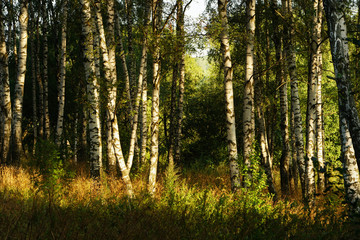 summer in sunny birch forest