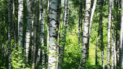 summer in sunny birch forest