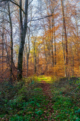 Fototapeta na wymiar Beautiful colorful way through forest in autumn season