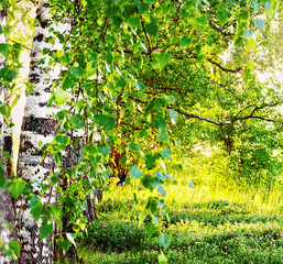 Fototapety  lato w słonecznym lesie brzozowym
