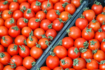 Closeup plenty red fresh ripe cherry tomatoes together with stems are awaiting distribution in box on farmers market. Concept of selling vegetables in supermarket, grocery store
