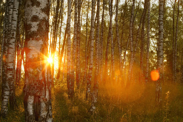 summer in sunny birch forest - 249874834