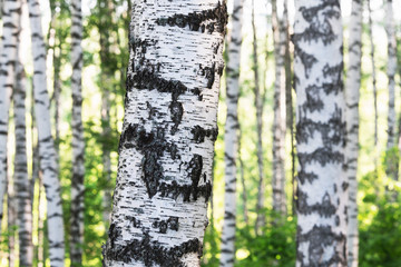 summer in sunny birch forest