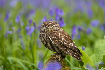 Little Owl in Bluebells